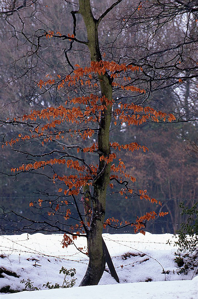 Winter Last Leaves, Bramshaw Wood